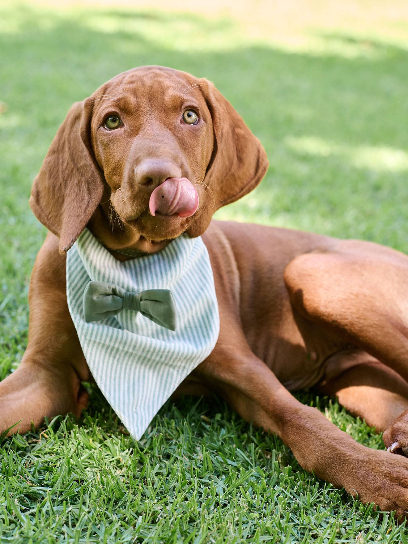 Gestreept katoenen bandanaslabbetje voor honden saliegroen