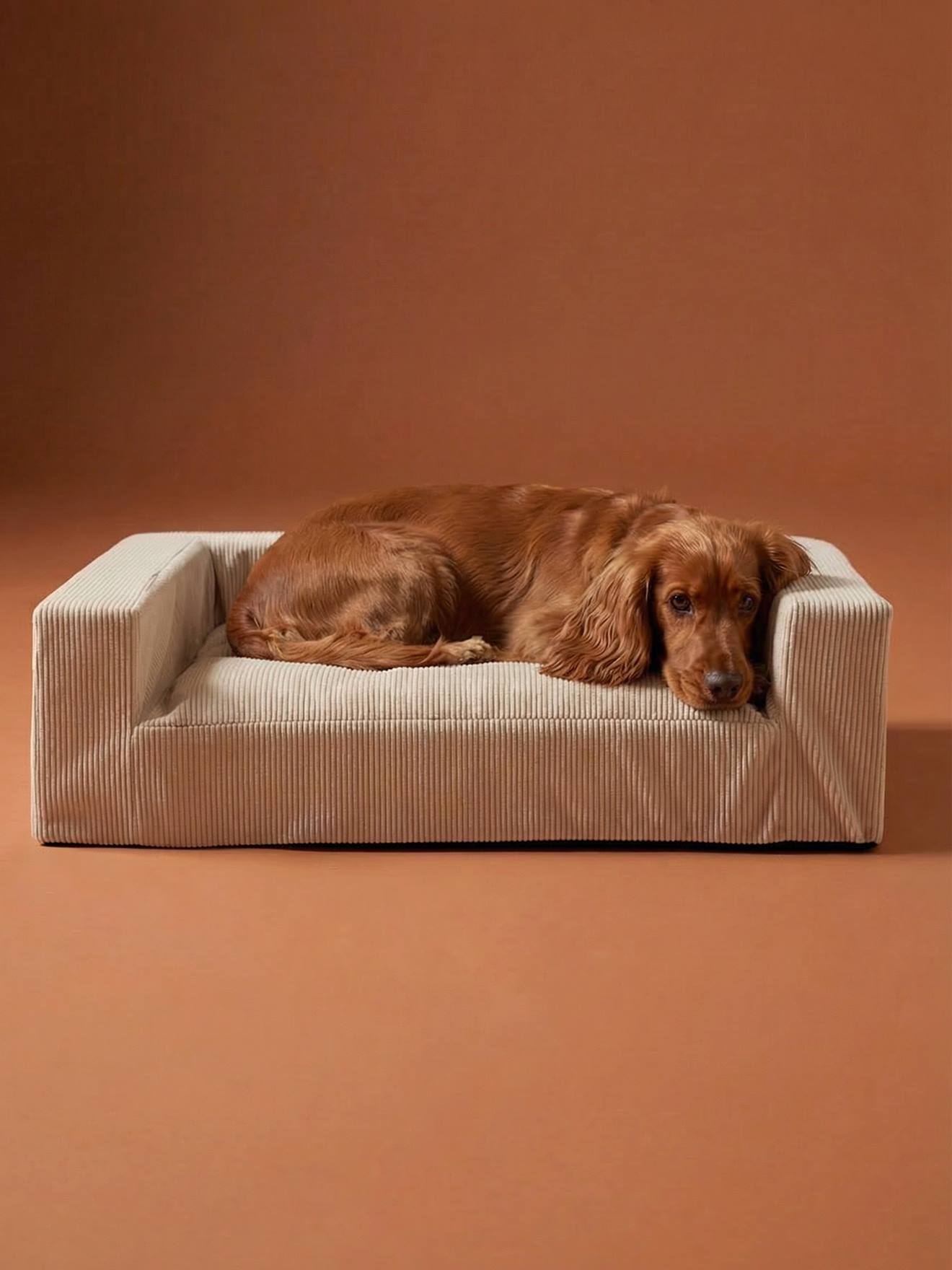 Middelgrote hondensofa van ribfluweel / velours ecru