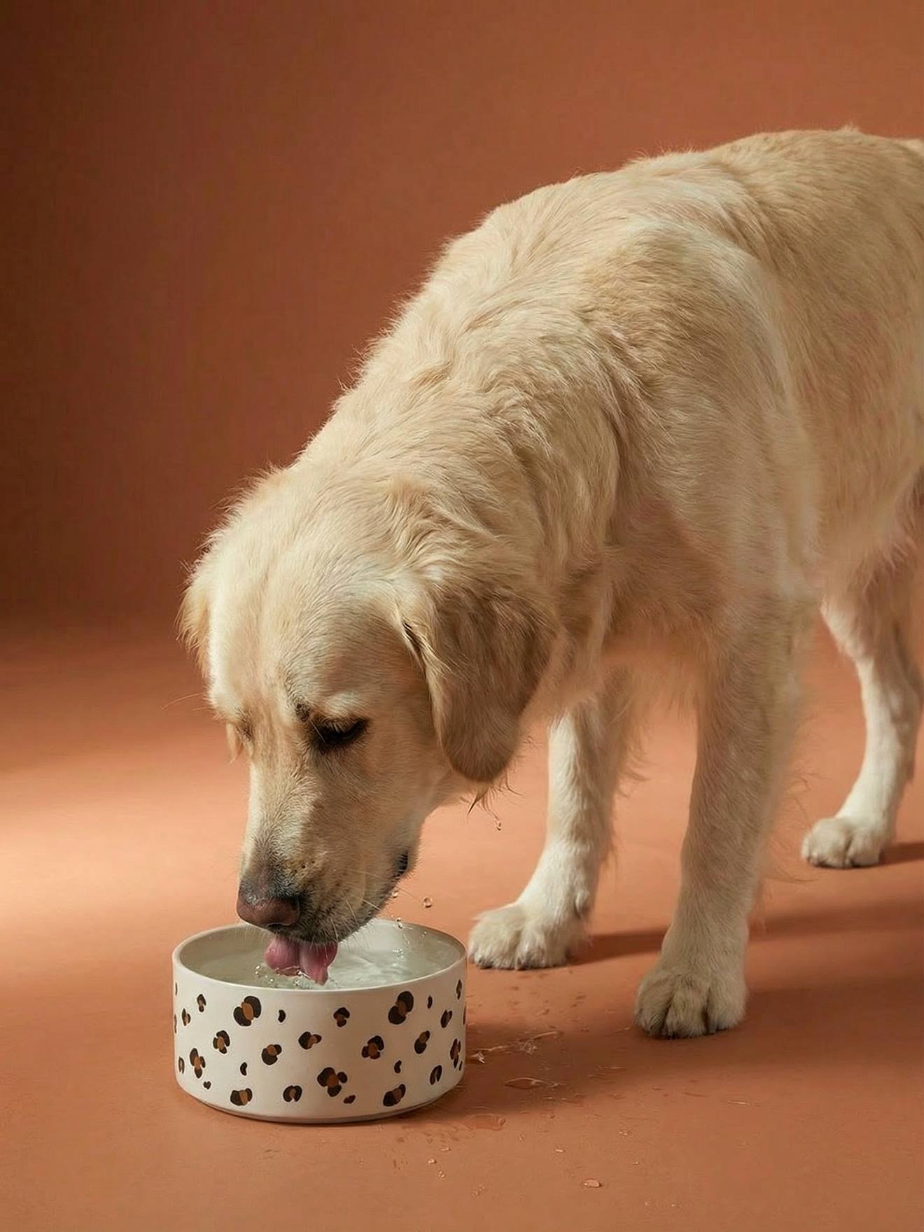 Keramische voerbak voor honden FAMILY wit, bedrukt