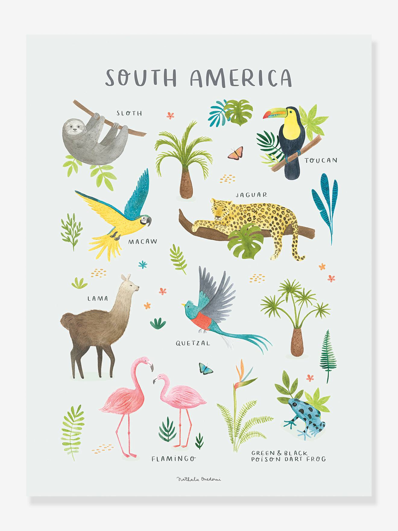 Poster Zuid-Amerikaanse dieren Lilydale LILIPINSO meerkleurig
