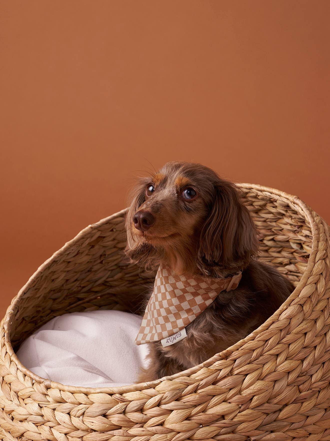 Geruite bandana halsband voor hond FAMILY bruin, geruit